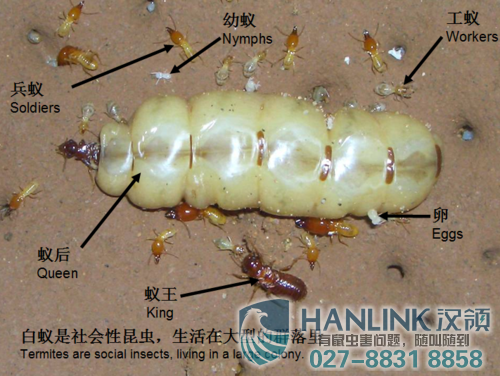 消灭白蚁的方法有哪些